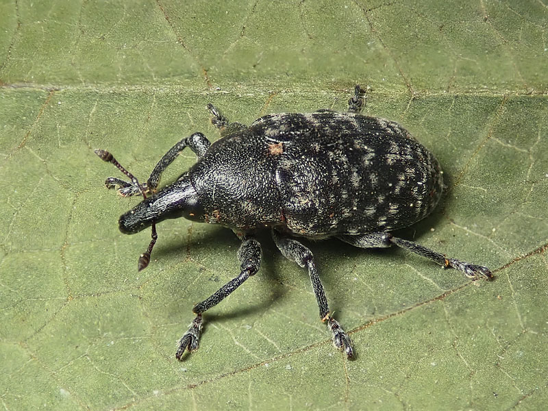 Curculionidae: Larinus sturnus ? No, Larinus turbinatus